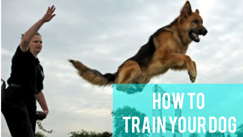 How to Train your Dogs best (Dogs training video)