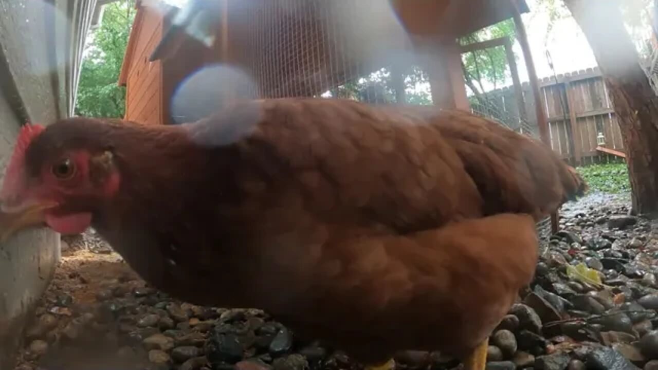 My Backyard Chickens - Episode 80