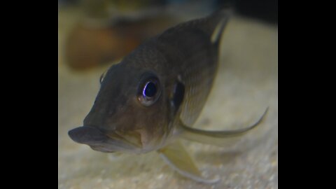 Gnathochromis Permaxillaris