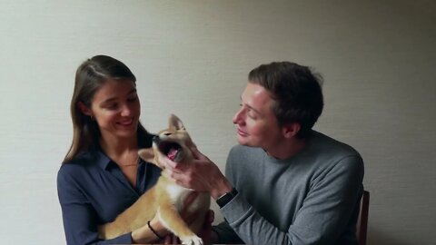Beautiful shiba inu puppies compilation | Funny cute pets lovers
