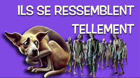 Le chien réactif par peur envers l’humain 👻