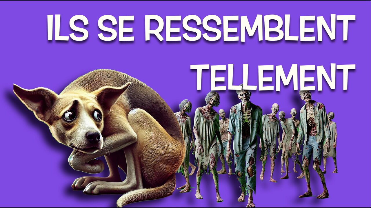 Le chien réactif par peur envers l’humain 👻