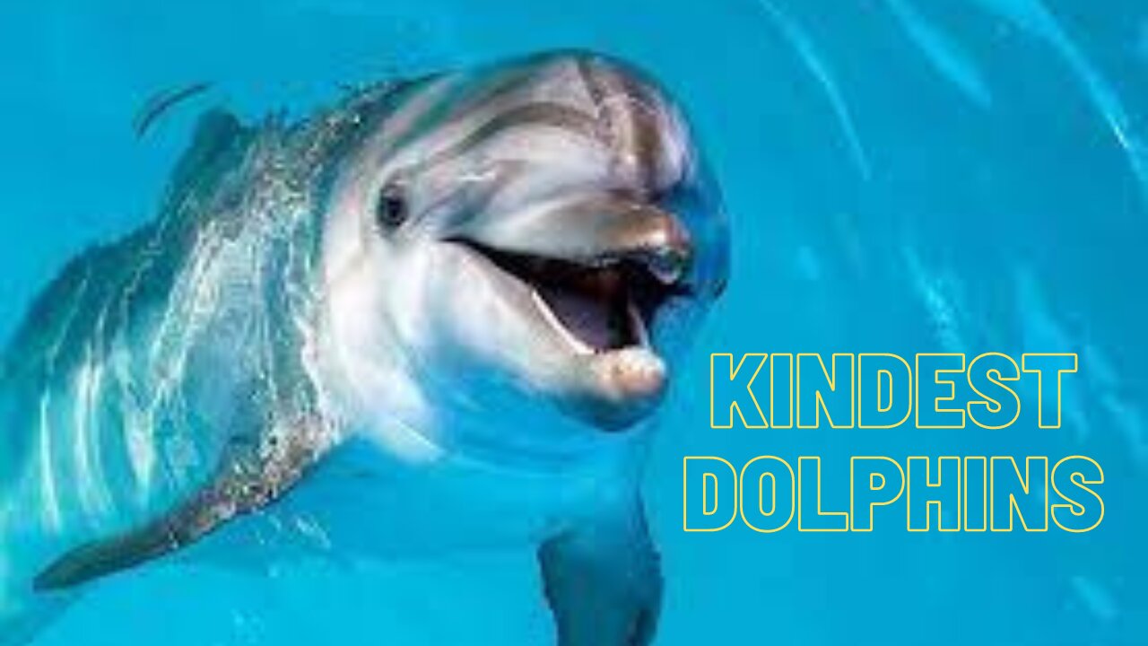 Kindest dolphins.