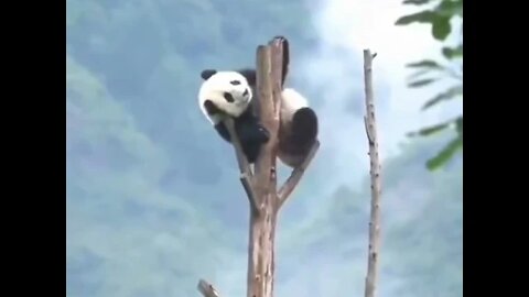 Panda Relax day