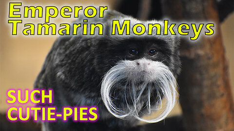 Top-7 Cutest Monkeys
