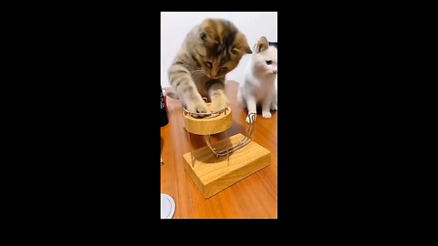 😆😆😆😆😅😅😅😂😂😂🤣🤣🤣😄😄😄 funny and cute cat