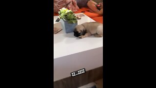 Sleeping baby pug pluto