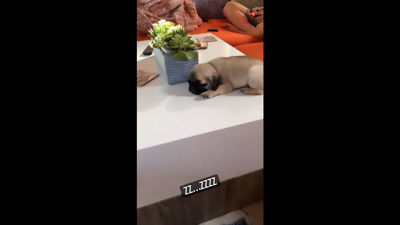 Sleeping baby pug pluto