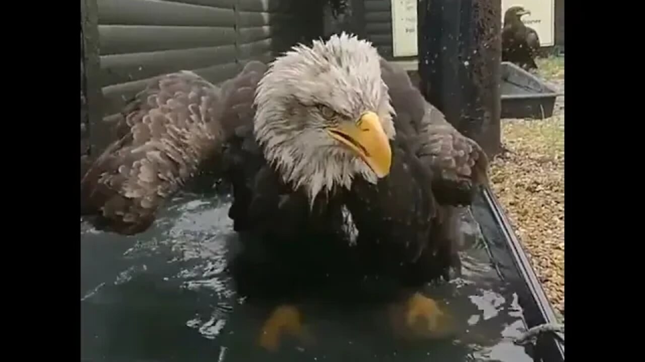 Rescued Eagle