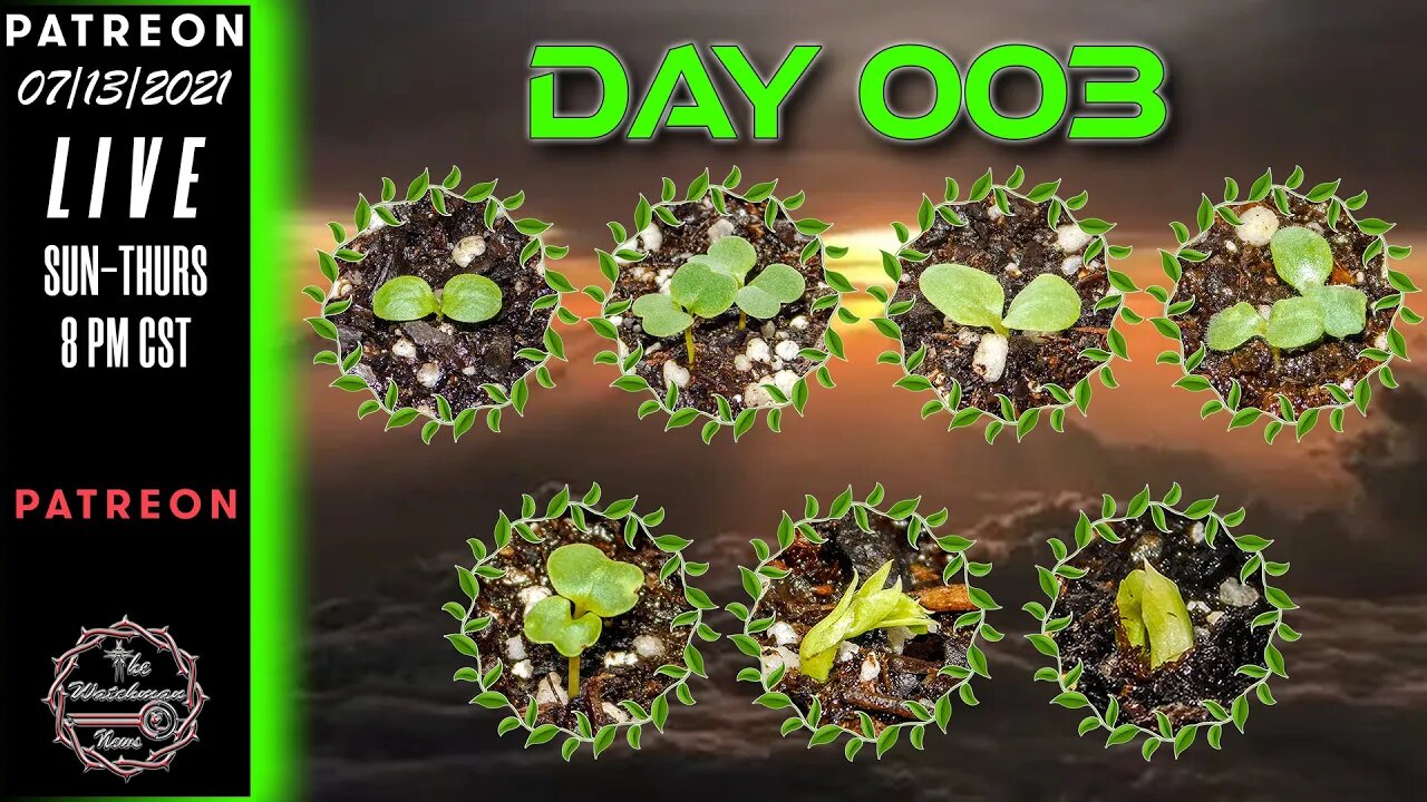 The Watchman News - Day 003 Daily VLOG - Apartment Size Indoor Economic Hybrid Hydroponic Gardening