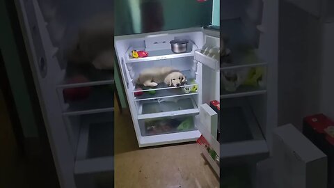 Puppy in Fridge #shorts #golden #goldenretriever