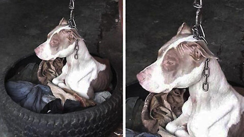 3 heartwarming dog rescue videos that will make your day