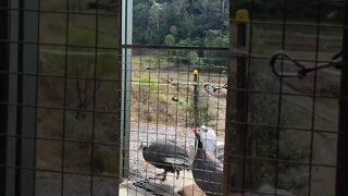 Birds say hello on doorstep