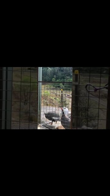 Birds say hello on doorstep