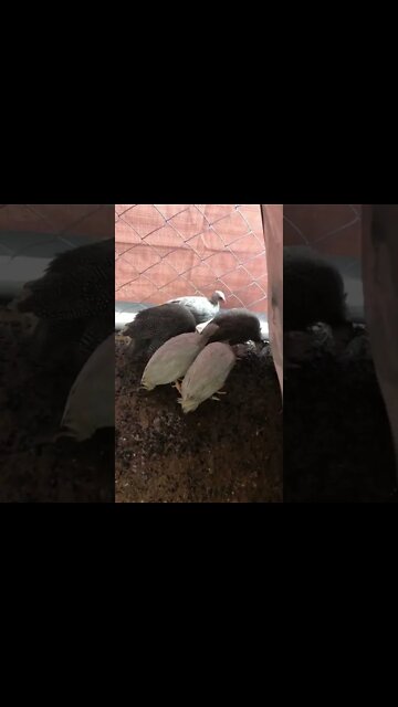 Baby keets outdoors for the first time