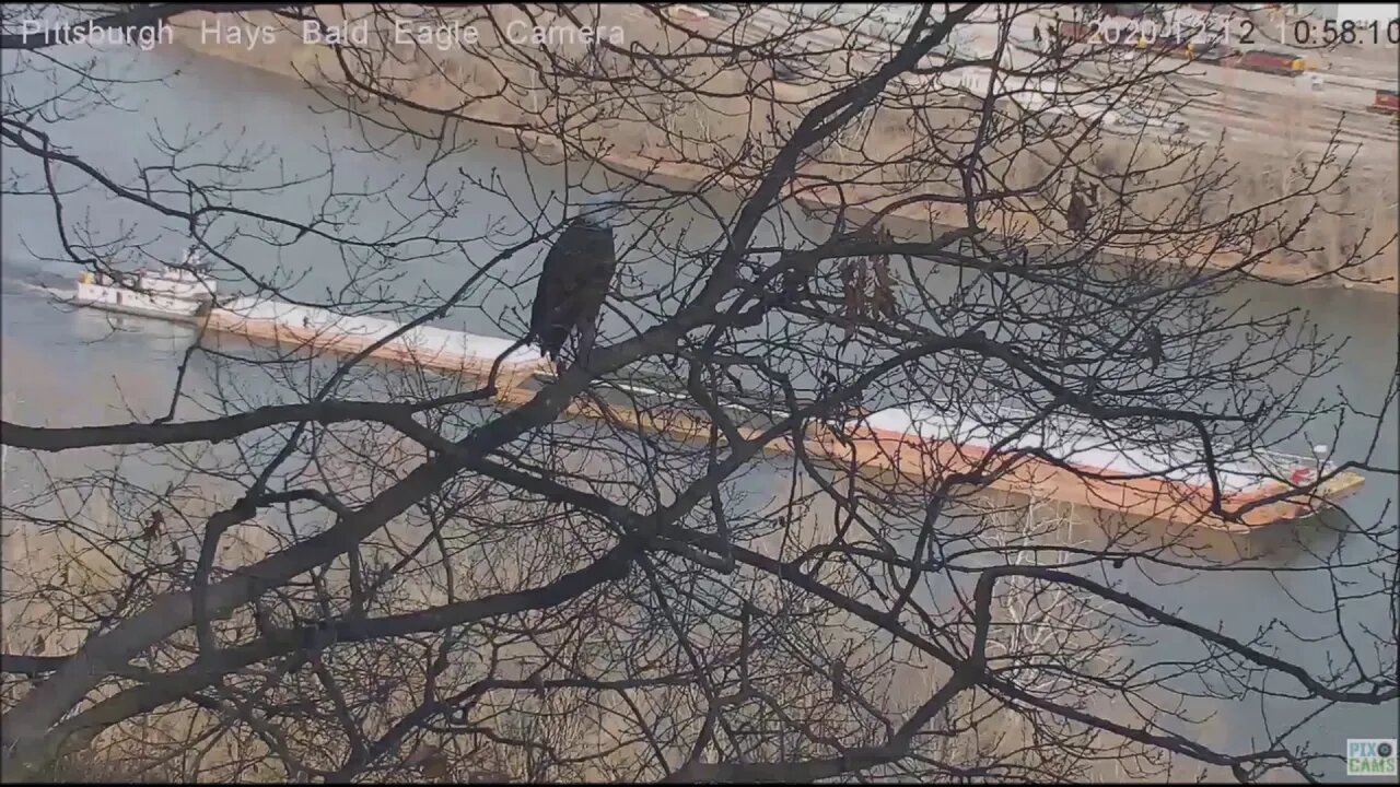 Hays Eagles Dad watches barge navigation 121220 1056pm