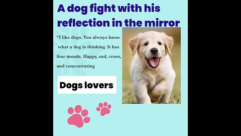 A dog fight with his reflection in the mirror