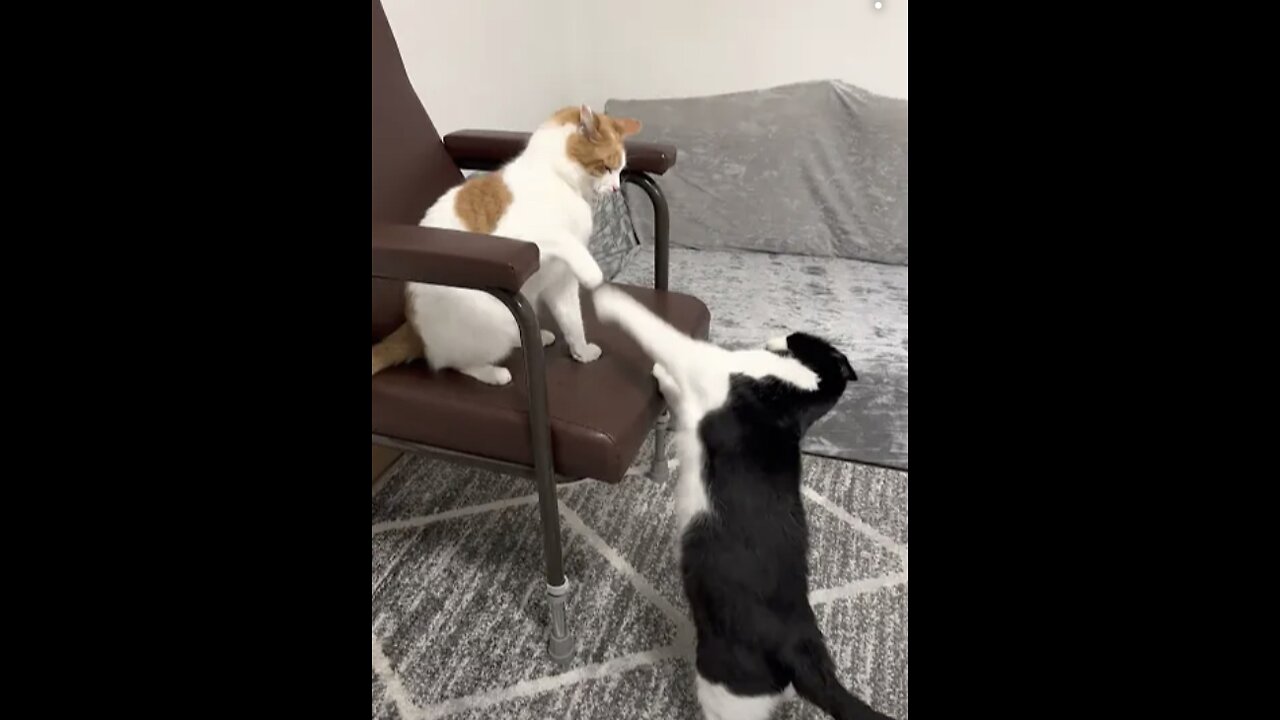 Cat Fight