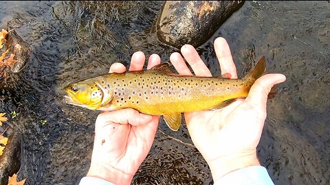 Portage Creek Trout Fishing 3-21-23