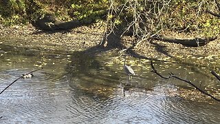 Great Blue Heron fishing late season