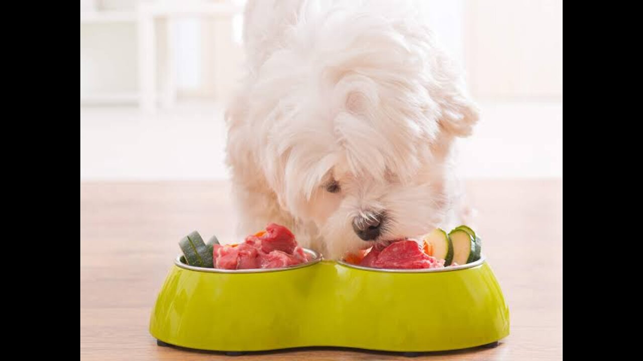 12 Human Foods That Are Actually Good For Your Dog