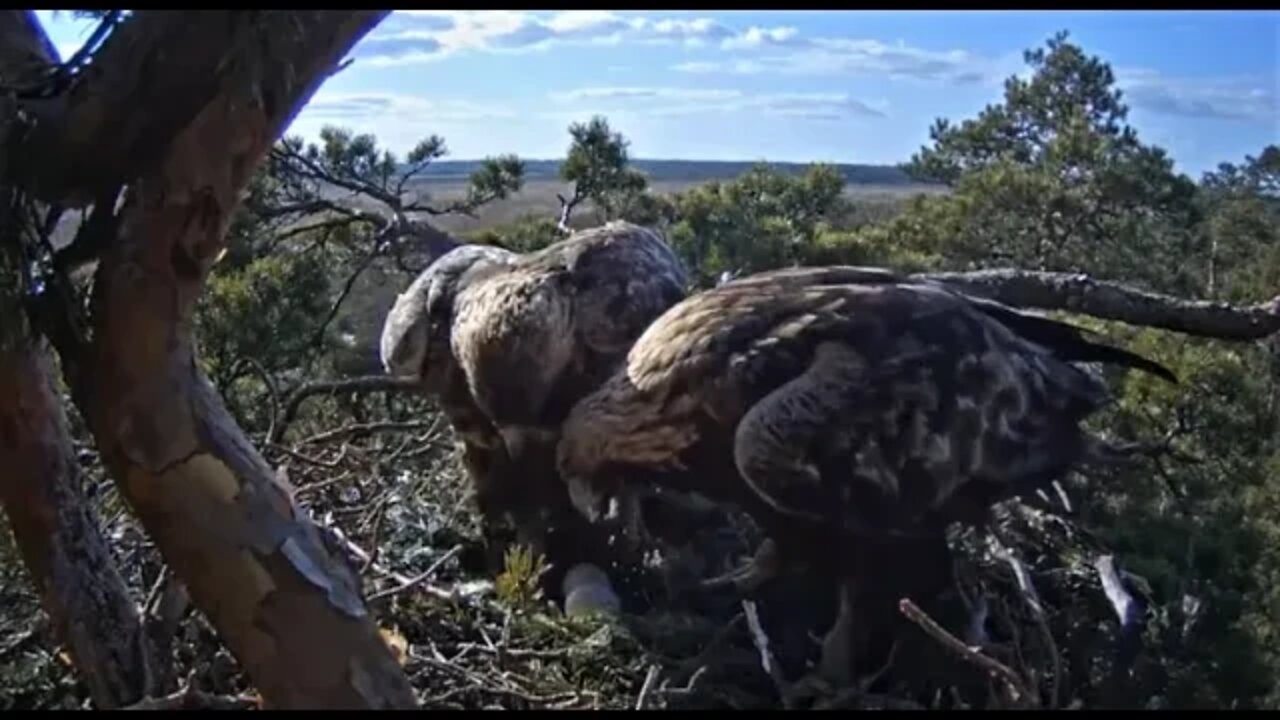 Both Golden Eagles At The Nest 🦅 4/2/22 16:50