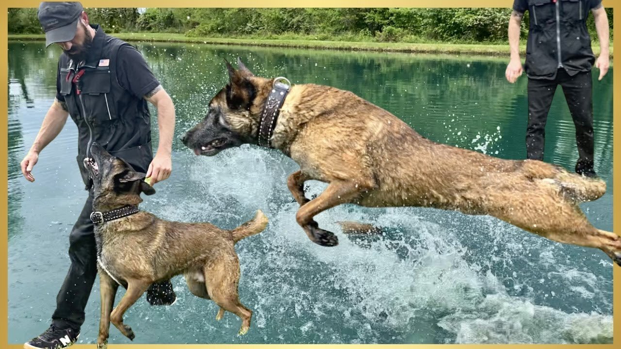 Making Training FUN With My BELGIAN MALINOIS!