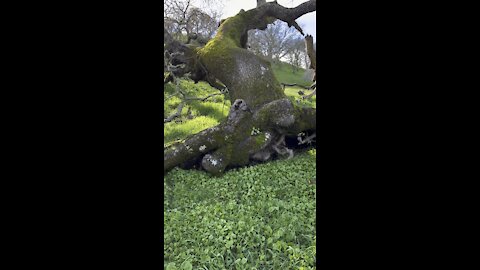 Oak Resting on Its Side (Still Alive)