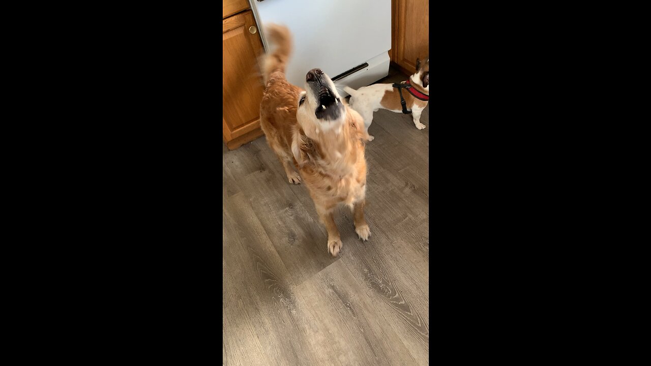 Barking up a storm