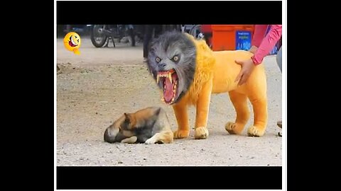 Troll Prank Dog Funny & fake Lion and Fake Tiger Prank To dog & Huge Box Prank to dog