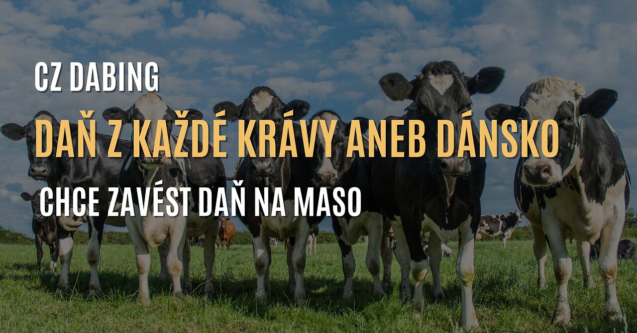 Daň za každou krávu - dánská vláda plánuje zavést daň na maso (CZ DABING)