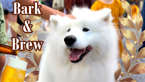 We Went To A Dog And Craft Beer Festival | DataTheDog