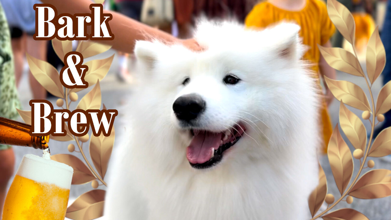 We Went To A Dog And Craft Beer Festival | DataTheDog