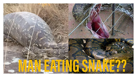 Python eats woman. How common is this?