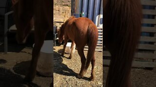 Little visits with Banjo the brumby Part III