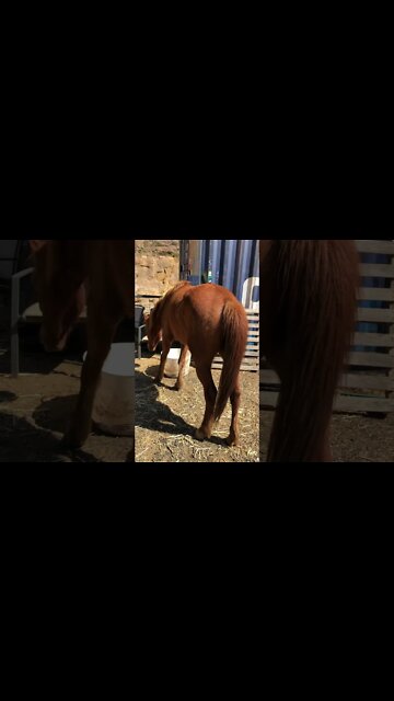 Little visits with Banjo the brumby Part III