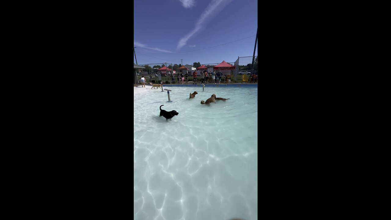 Scout had a blast at his birthday party
