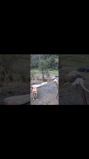 Dog avoids goose!