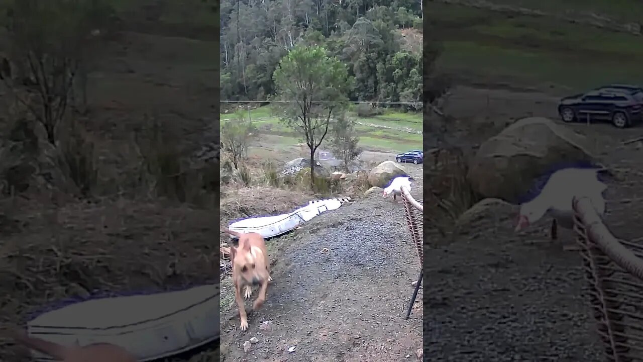 Dog avoids goose!