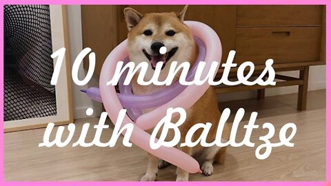 Balltze, the most loved Shiba Inu dog on the internet, also known as Cheems