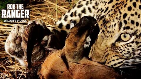 Female Leopard With Her Impala