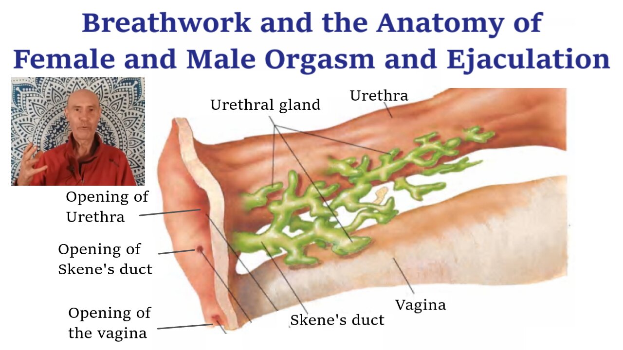 Breathwork and the Anatomy of Female and Male Orgasm and Ejaculation