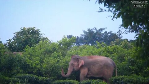 King elephant with herd to protect their mates Assam wild elephant wildlife