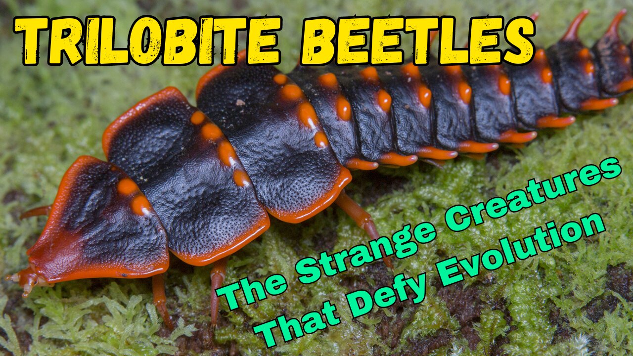 Discover the Ancient Relic of the Insect World: The Trilobite Beetle!