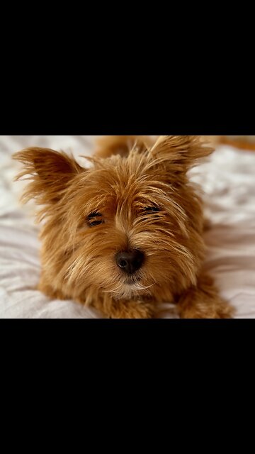 Cute, happy, puppy bounds through summer Park!