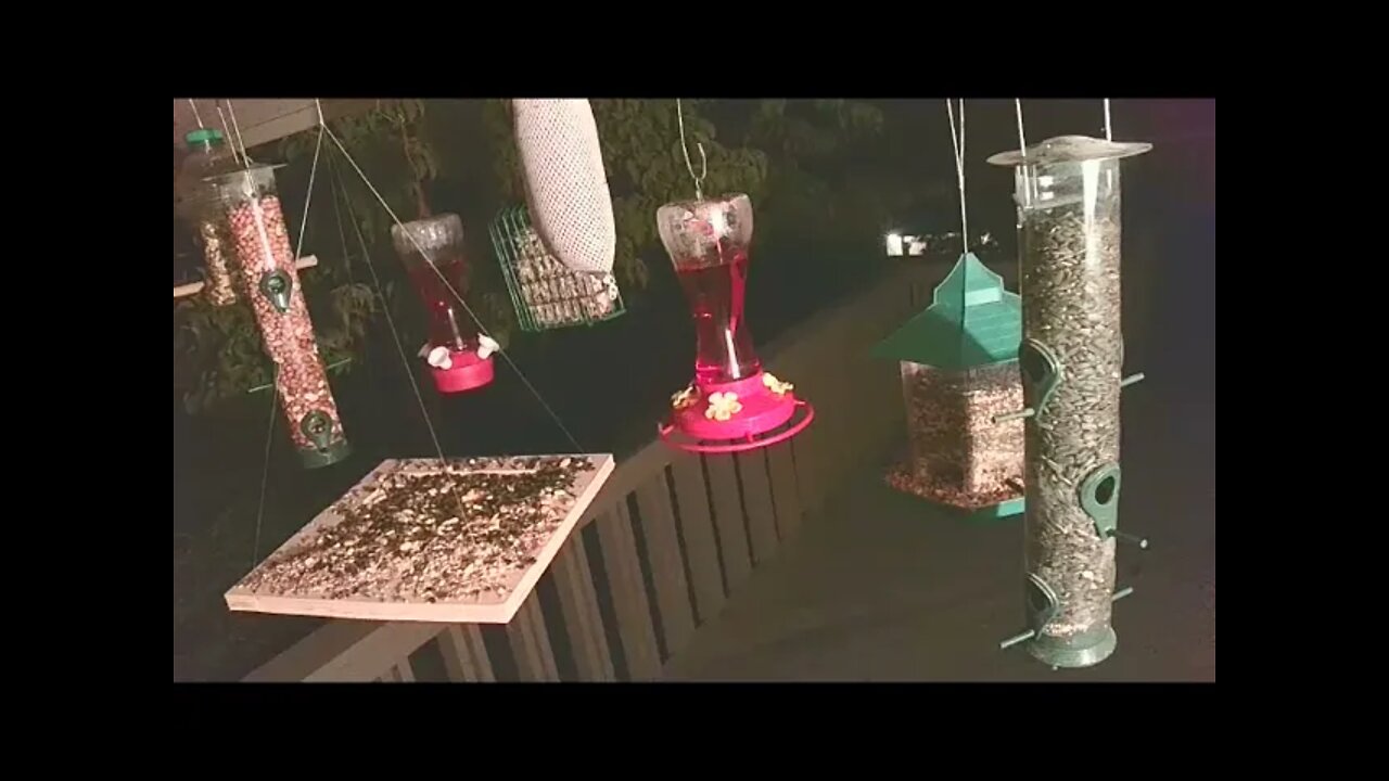 Live Sept 9 2021 Bird Feeder in Asheville NC. In the mountains