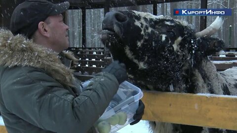 Символ года поглощает яблоки в Зеленогорске