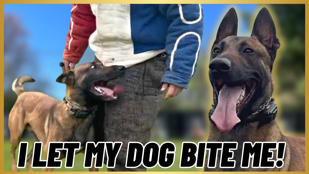 BITE WORK W/ MY BELGIAN MALINOIS!