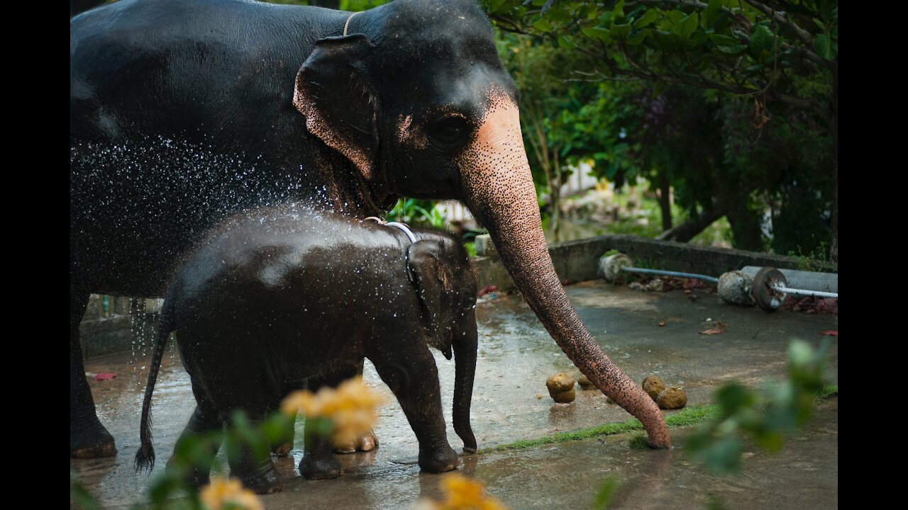 TRY NOT TO LAUGH !! BABY ELEPHANT