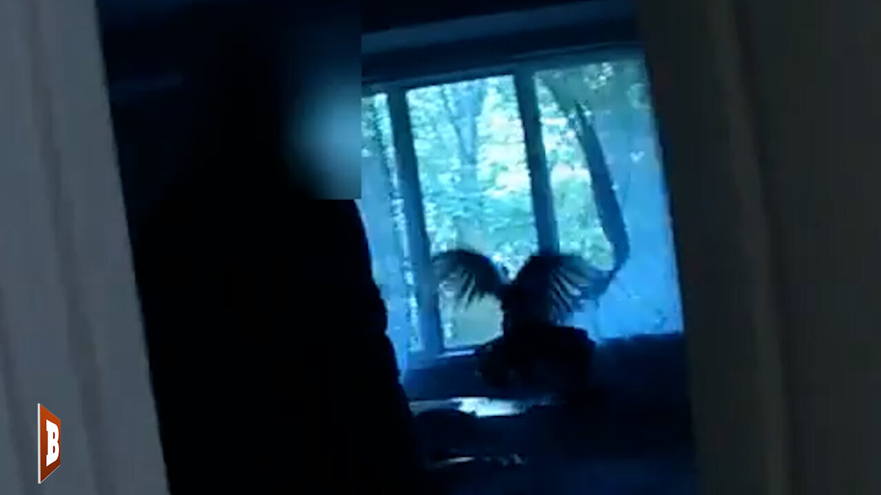 THANKSGIVING STRIKES BACK! — Wild Gobbler Breaks into House, Proceeds to Wreak Havoc